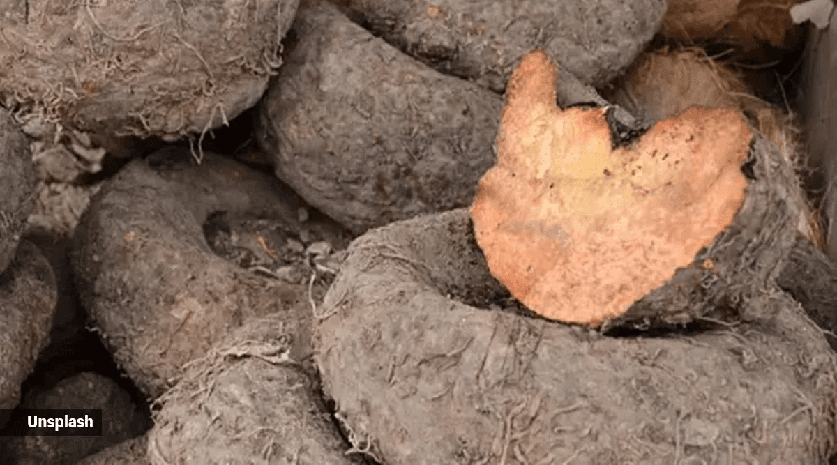 Suran (Elephant Foot Yam)