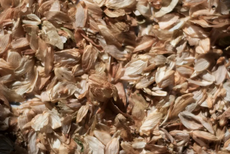Dehydrated Garlic Flakes - Exporter in India