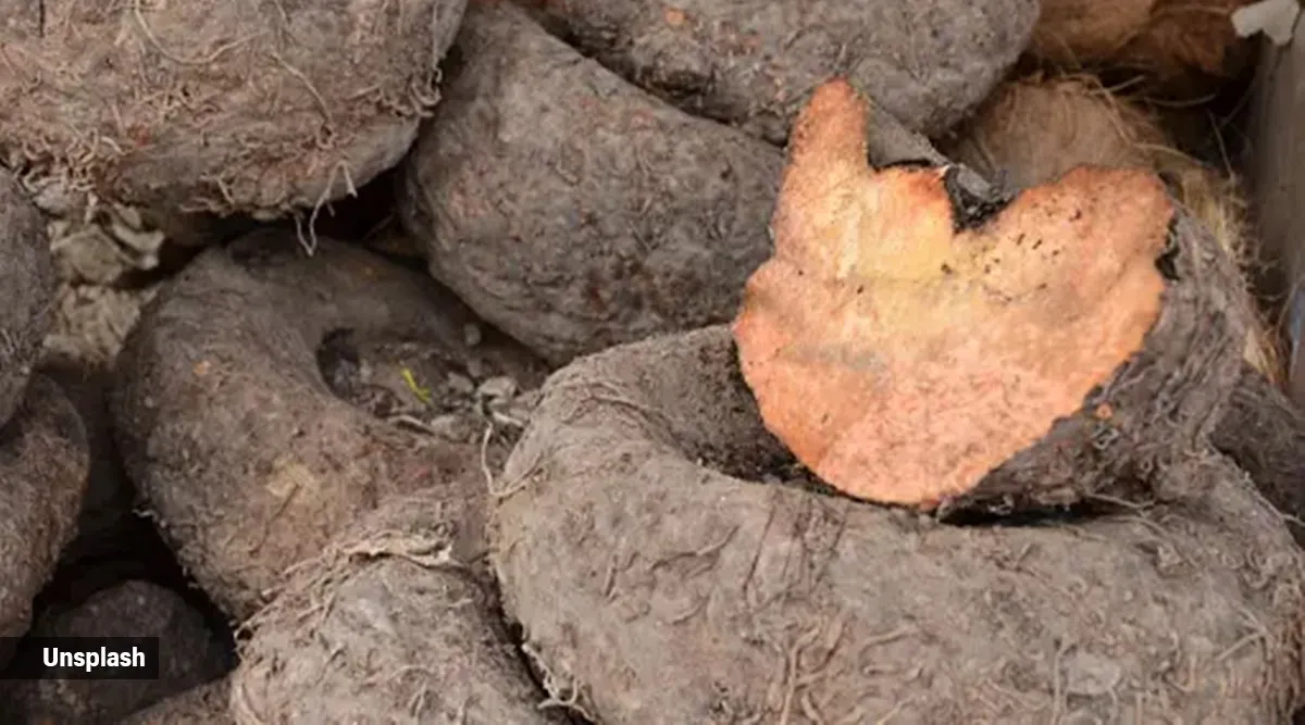 Suran (Elephant Foot Yam)