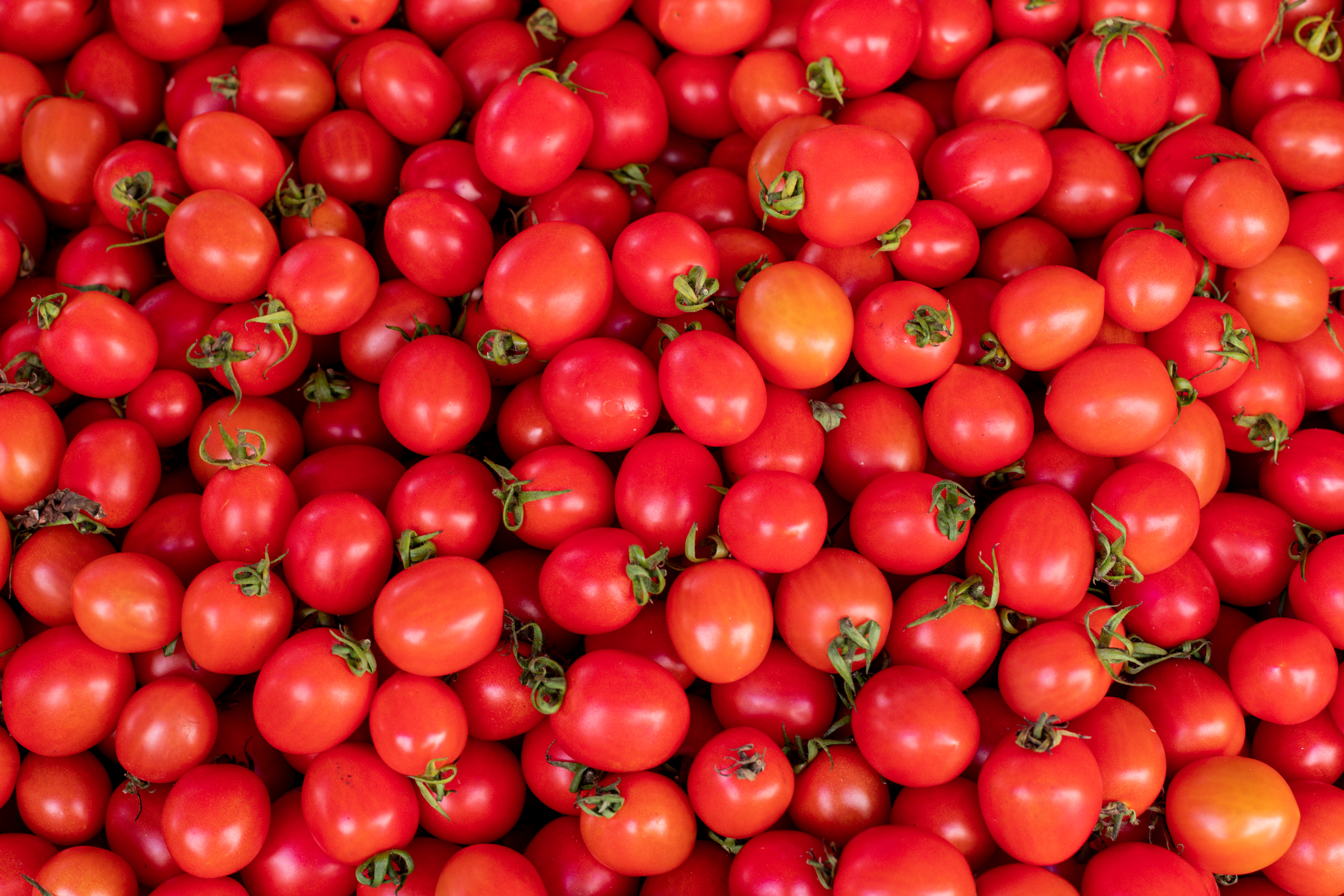 Fresh Hybrid Tomato